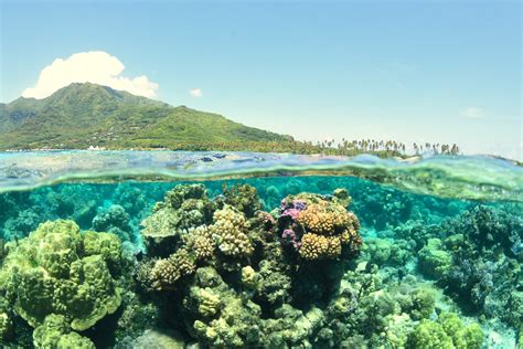 Italia e biodiversità, il nuovo quadro del WWF sull'ecosistema ...