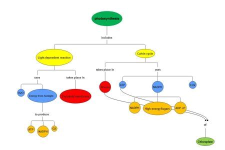 Photosynthesis Concept Map Template | EdrawMind