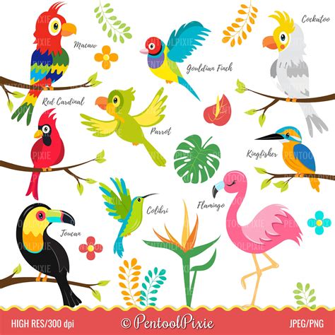 Parrot Bird Clipart