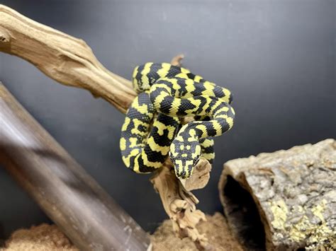 Adult Female Jungle Carpet Python 的图像结果