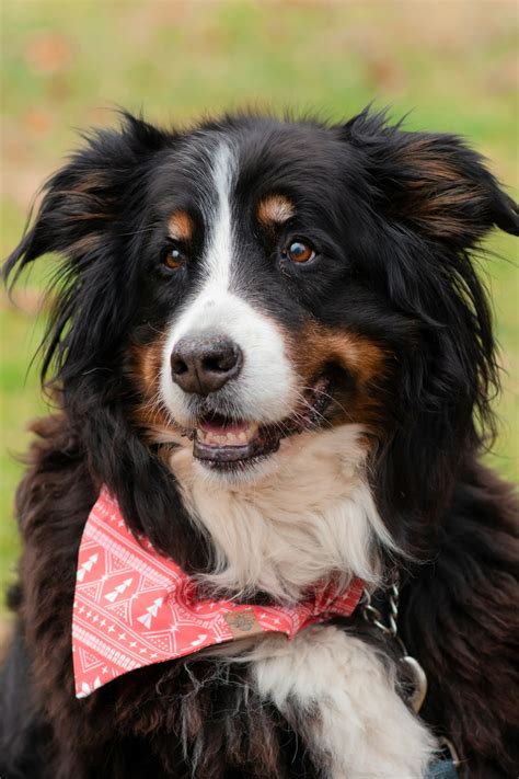 Australian Shepherd Bernese Mountain Dog Mix - Meet The Breed