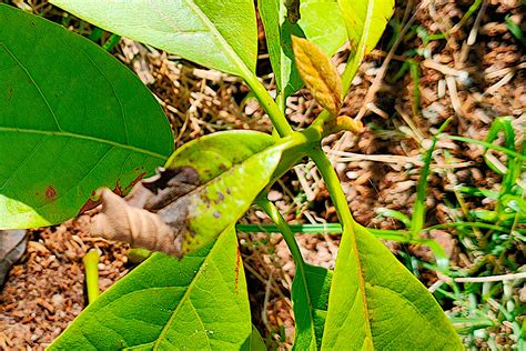 How to Grow Avocado Indoors - Growing Avocados as A House Plant - Gardening Latest