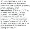 .Explain the structure of flower. - Brainly.in