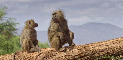 Image result for Baboon Communication