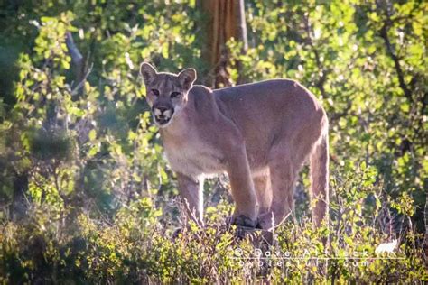 Mountain Lion Eats Coyote 的图像结果