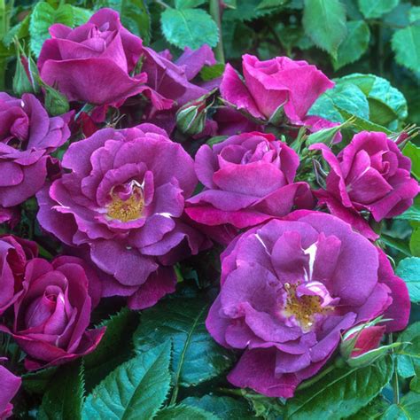 Image result for Flower Digram Using Turtle Python