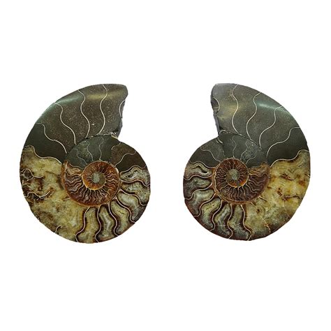 Ammonite (Cleoniceras) Sliced – CrystalCaveIndia