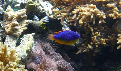 Image result for Animal Fact Files Blue-Ringed Octopus