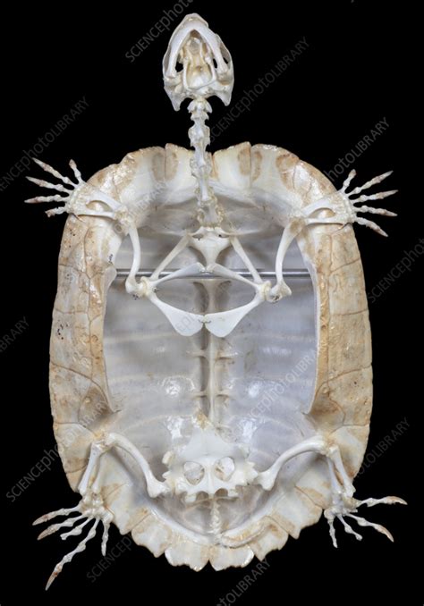 Image result for Turtle Shell Back Muscles