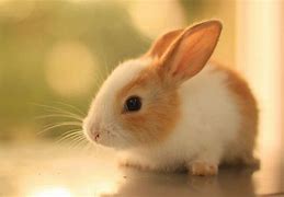 Image result for Cute Bunny Desktop Wallpaper