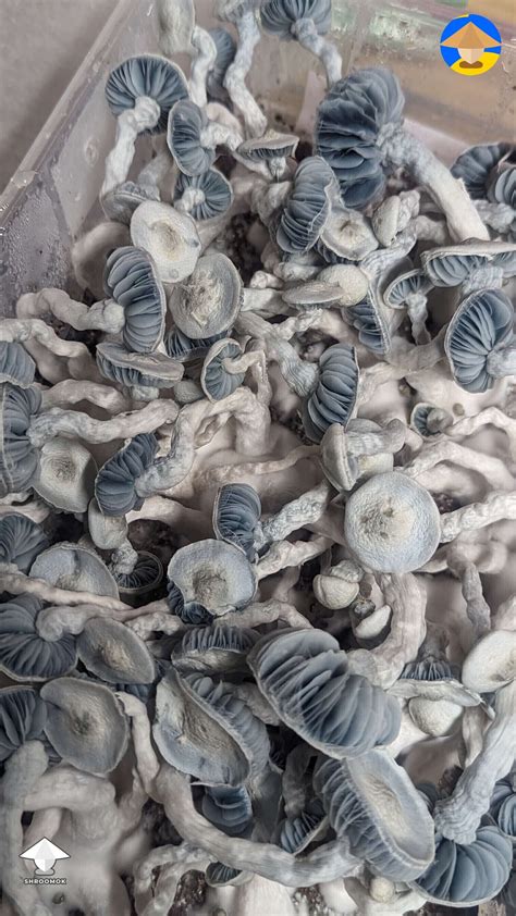 Cubensis Jack Frost magic mushrooms #3