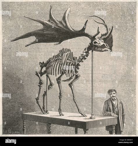 Skeleton of an extinct Irish Elk Stock Photo - Alamy