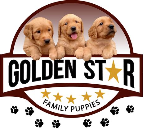 English Cream Golden Retrievers For Sale | North Carolina