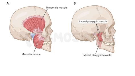 Lateral Pterygoid Origin And Insertion