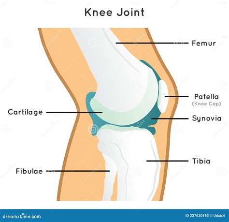 Knee Joint Structure and Anatomy Infographic Diagram Stock Vector - Illustration of bone ...