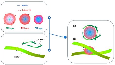 Flocculation of Cellulose Microfiber and Nanofiber Induced by Chitosan ...