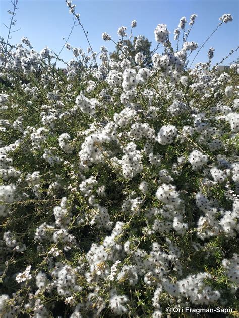 Eriocephalus africanus - צמרר אפריקני, Wild Rosemary | The Jerusalem ...
