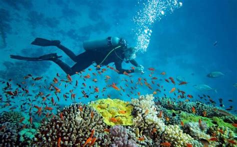 Go Scuba Diving In Andaman At These 15 Unexplored Sites In 2025!
