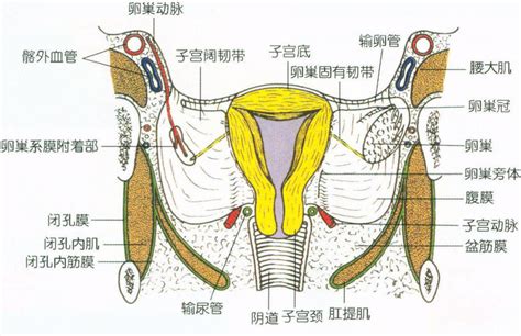 经阴道子宫切除术-钟世镇现代临床解剖学-医学