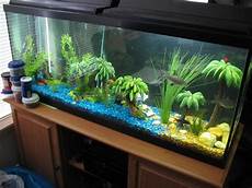Aquarium Designs For Fish by Florida Disneyland Pictures Of Fish Tanks Decorated Aquarium Designs For Fish