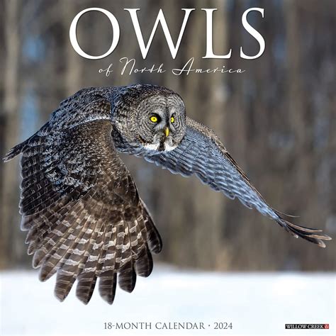 Owls 2024 12 X 12 Wall Calendar : Willow Creek Press: Amazon.in: Books