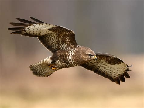 Common Buzzard Bird Facts (Buteo buteo) | Bird Fact