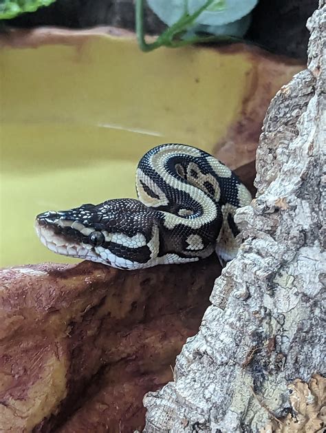 Image result for Python Snake Tail