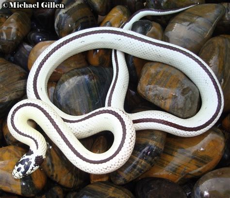 Image result for Python 3D Man