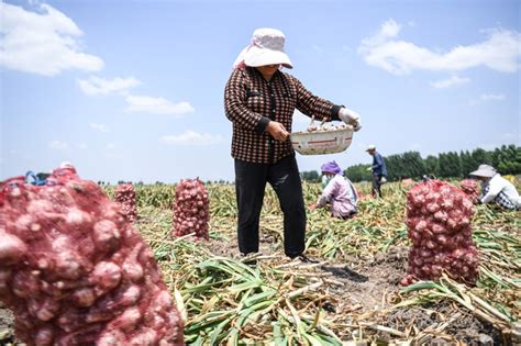 美议员指控中国大蒜“构成重大国安风险”，原因是：用粪便施肥 - 星岛环球网