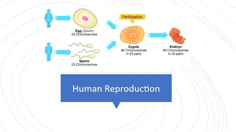 Image result for Science Human Reproduction