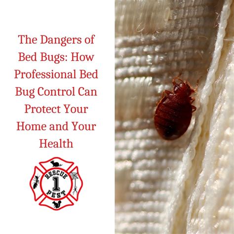 What Is Bed Bug Control | Bed Bugs Definition – UAJET
