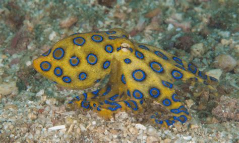 Image result for Animal Fact Files Blue-Ringed Octopus
