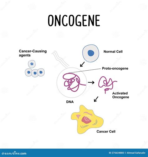 Oncogene: a Mutated Gene that Can Promote the Growth and Division of ...
