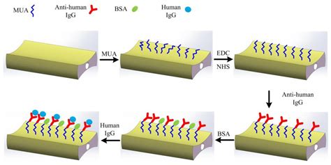 Compact Surface Plasmon Resonance IgG Sensor Based on H-Shaped Optical ...