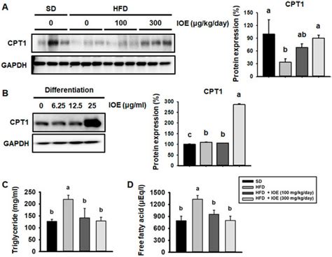 Ishige okamurae Extract Suppresses Obesity and Hepatic Steatosis in ...