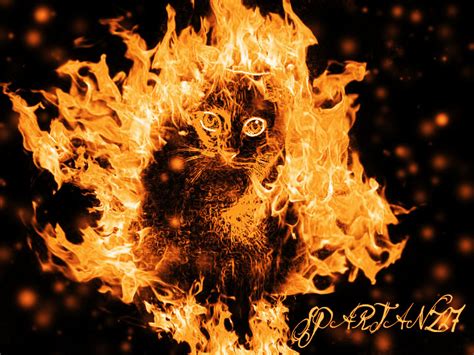 Image result for fire cat
