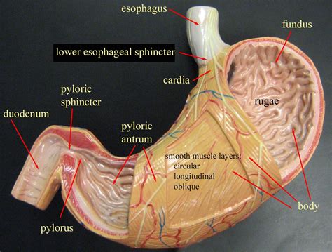 Digestive System | Anatomy models labeled, Anatomy models, Digestive system anatomy
