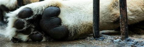 Help for Zoo Animals in Bulgaria - FOUR PAWS International - Animal ...