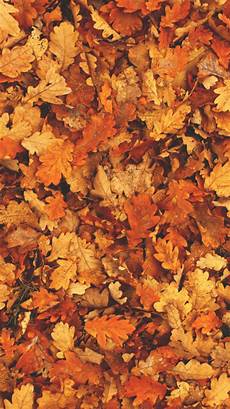 Aesthetic Fall Backgrounds Iphone by Aesthetic Autumn Wallpapers Wallpaper Cave Aesthetic Fall Backgrounds Iphone