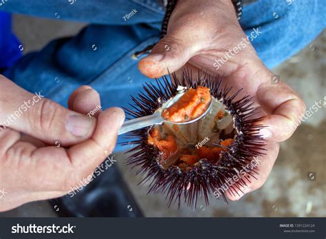 Do Mussels Eat Sea Urchins at Nicholas Warrior blog