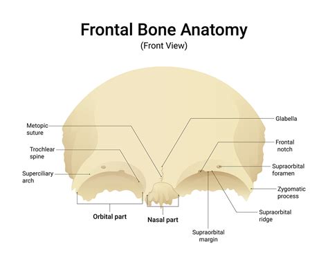 Frontal Bone Anatomy Anterior View - Anatomy Note