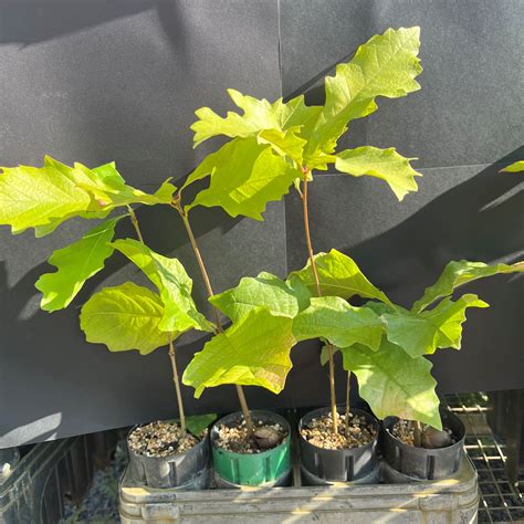 Pitkin Forest Nursery - 20 cui (Superstock) Deciduous Trees