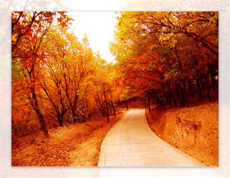 枫叶的秋天背景图片_枫叶美丽的秋天背景素材_高清图片_摄影照片_寻图免费打包下载