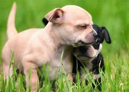 Image result for Cutest Puppy in the World Images