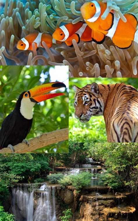 Qual A Importancia Da Biodiversidade Brasileira « valure22