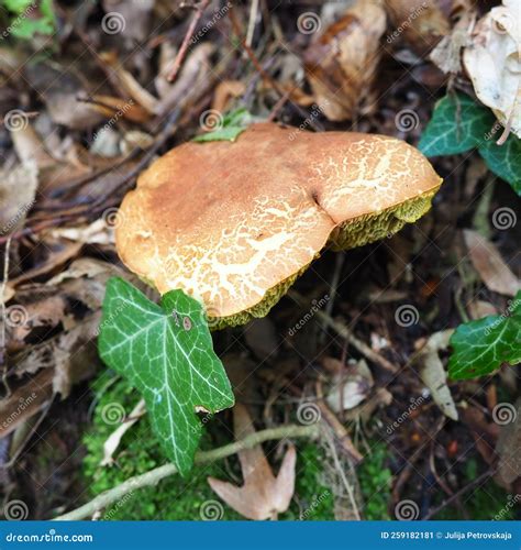 The Xerocomus Flywheel is a Genus of Edible Tubular Fungi, the Boletaceae Family. the Fissured ...