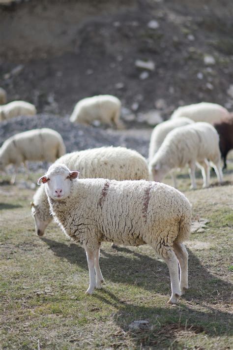 Pictures Of Sheep