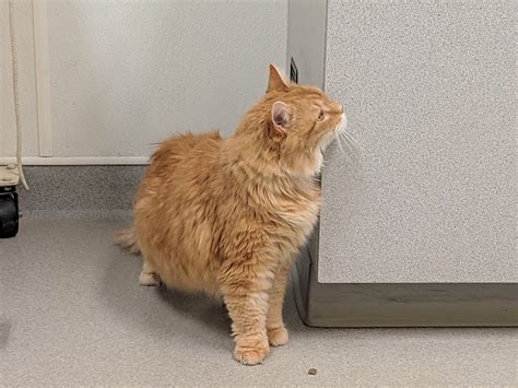 BOILING SPRINGS ANIMAL HOSPITAL - Boiling Springs PA - Hours ...