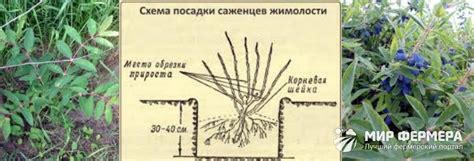 Корневая система жимолости: Жимолость. Биологические особенности культуры