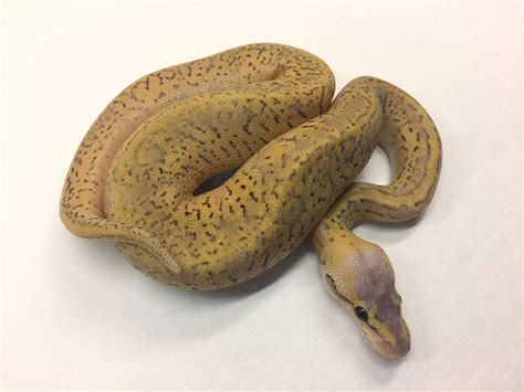 Image result for Congo Ball Python